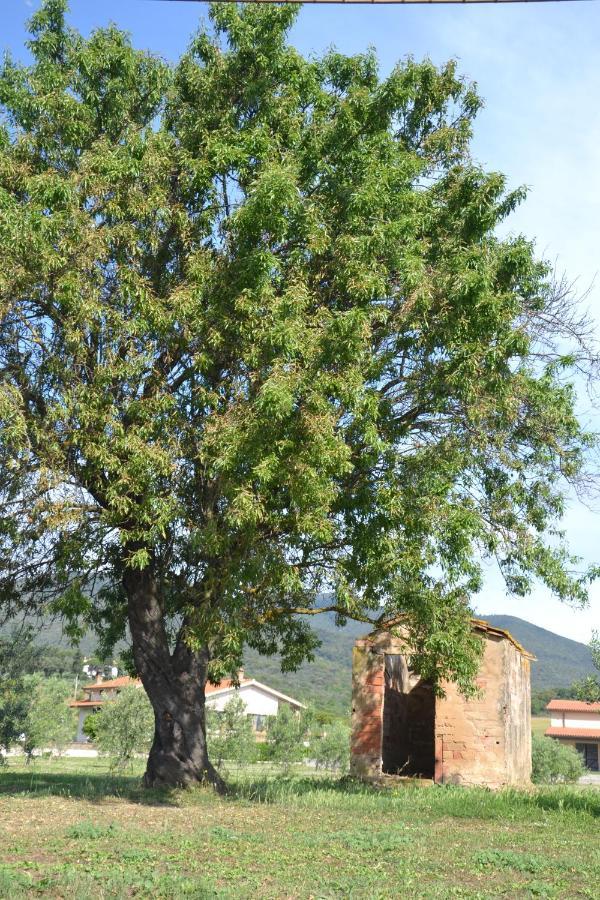 Agriturismo Il Vecchio Mandorlo Castiglione della Pescaia Εξωτερικό φωτογραφία